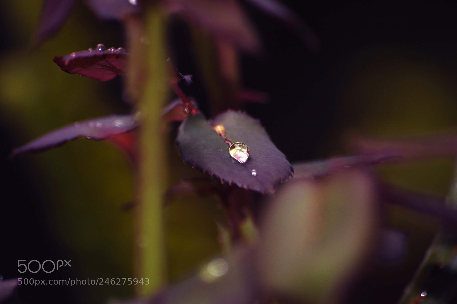 Nikon D40 sample photo. Drop photography