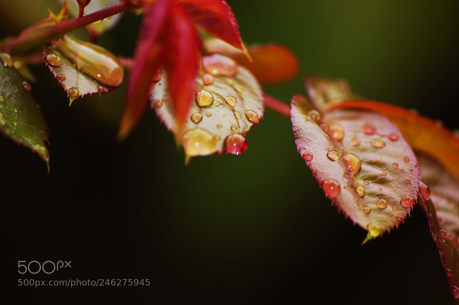 Nikon D40 sample photo. Drops photography