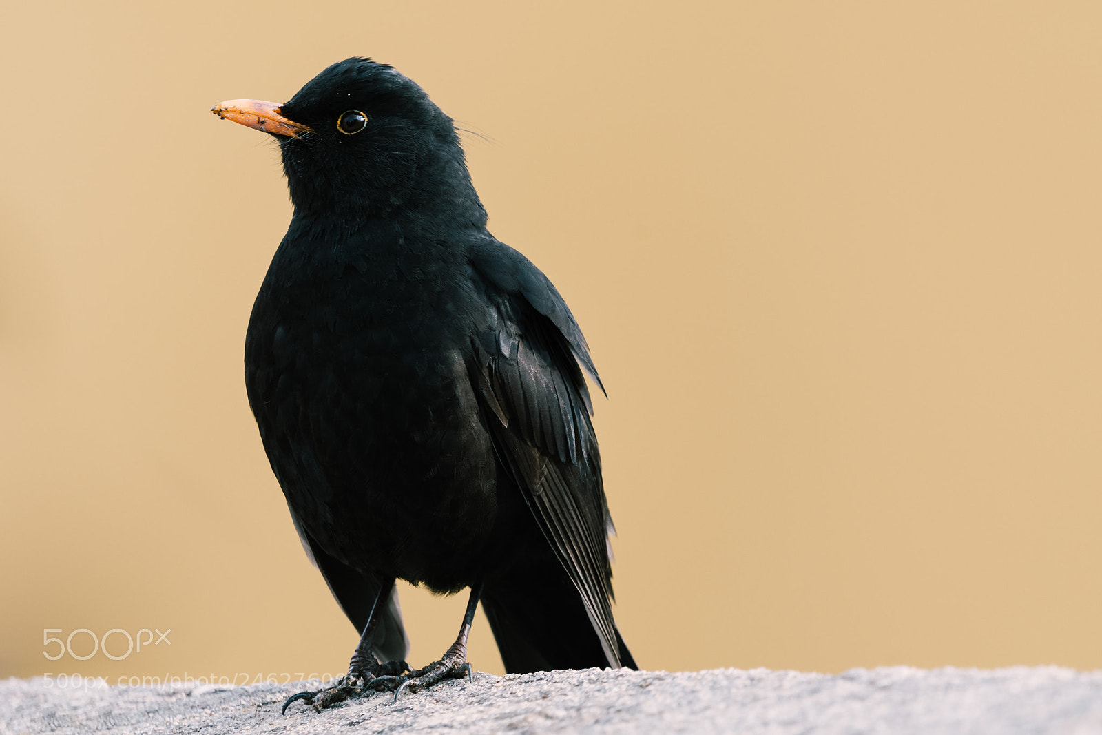 Nikon D500 sample photo. Blackbird sitting on the photography