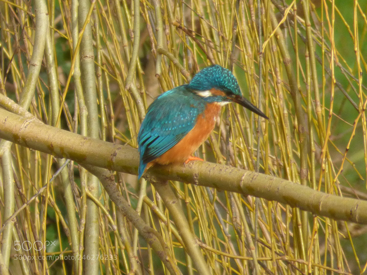 Panasonic DMC-FZ72 sample photo. Kingfisher photography