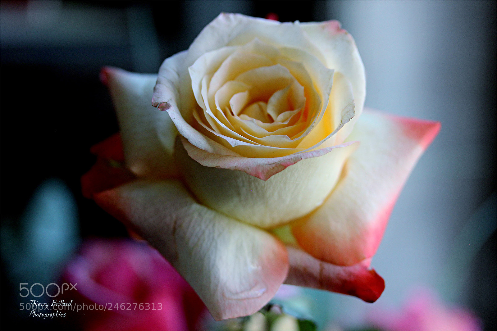 Canon EOS 600D (Rebel EOS T3i / EOS Kiss X5) sample photo. Rose photography
