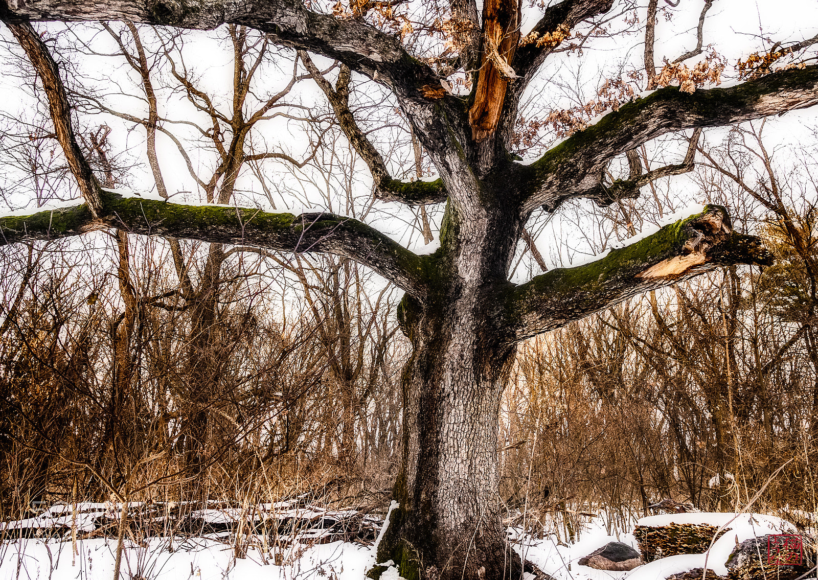 Sony a7 sample photo. Scion photography
