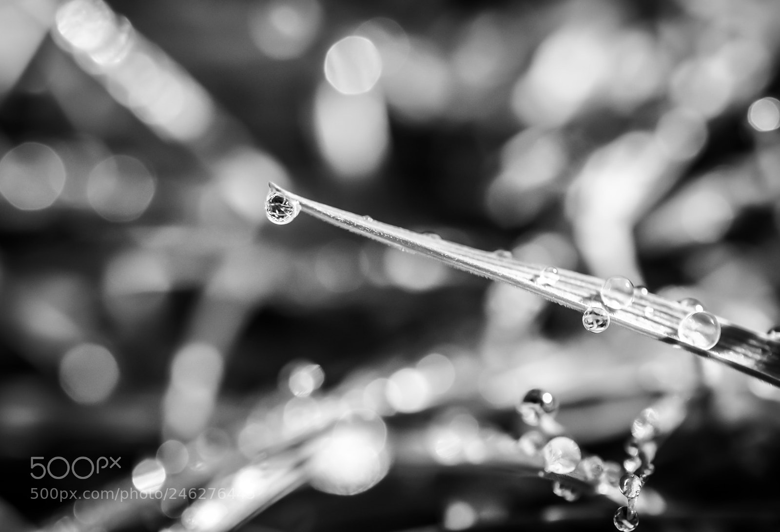 Nikon D90 sample photo. Morning dew photography