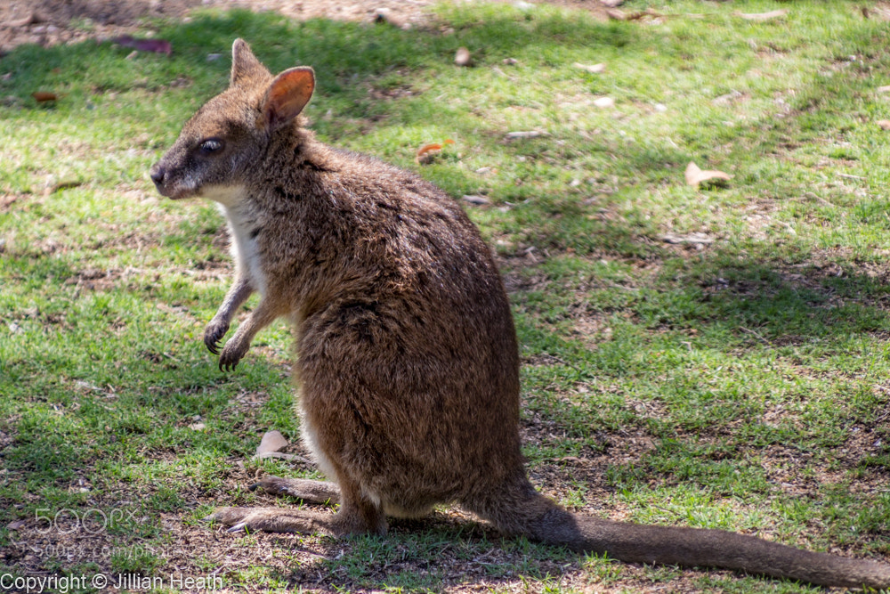 Canon EOS 700D (EOS Rebel T5i / EOS Kiss X7i) sample photo. Parma wallaby photography