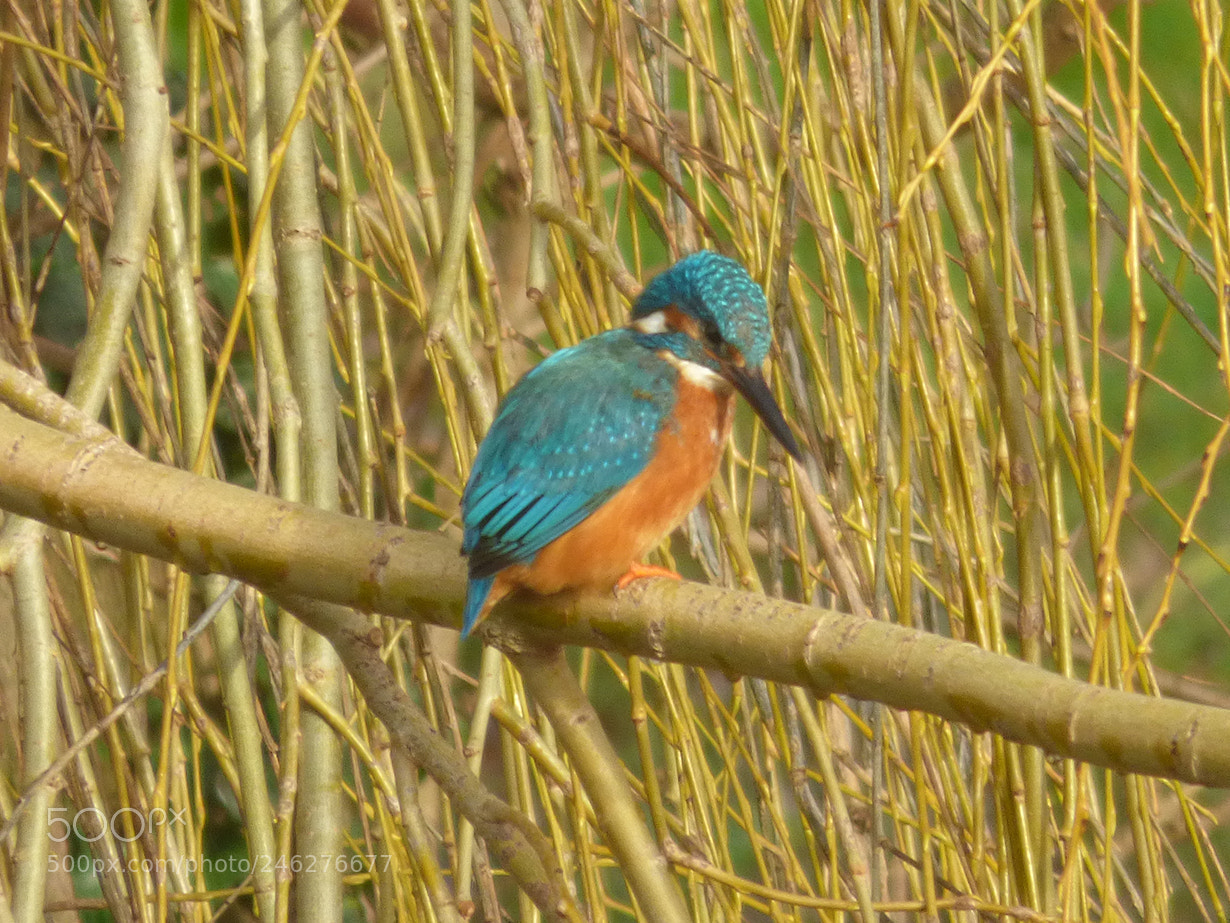 Panasonic DMC-FZ72 sample photo. Kingfisher in the willows 2 photography