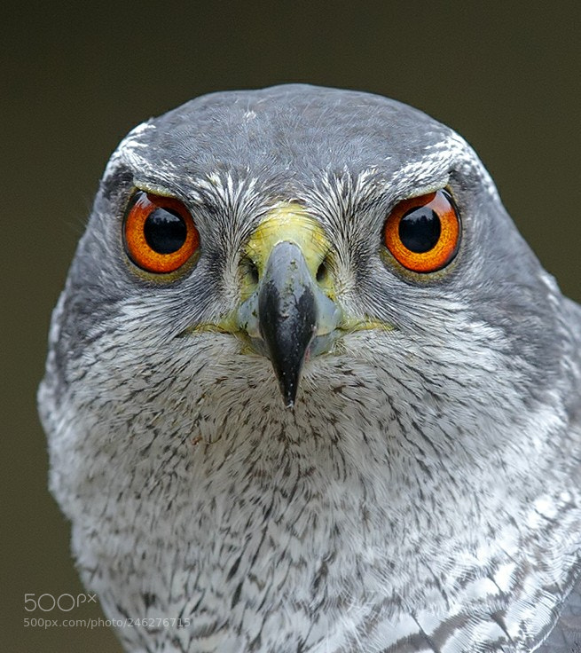 Canon EOS-1D X sample photo. Northern goshawk, havik photography