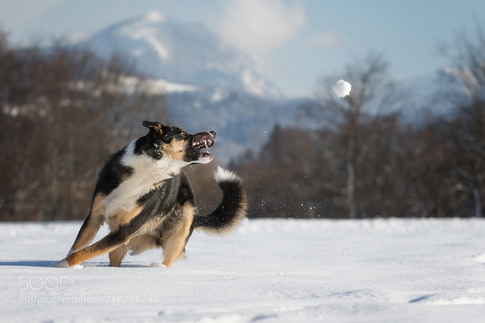 Canon EOS-1D X sample photo. C-a-t-c-h photography