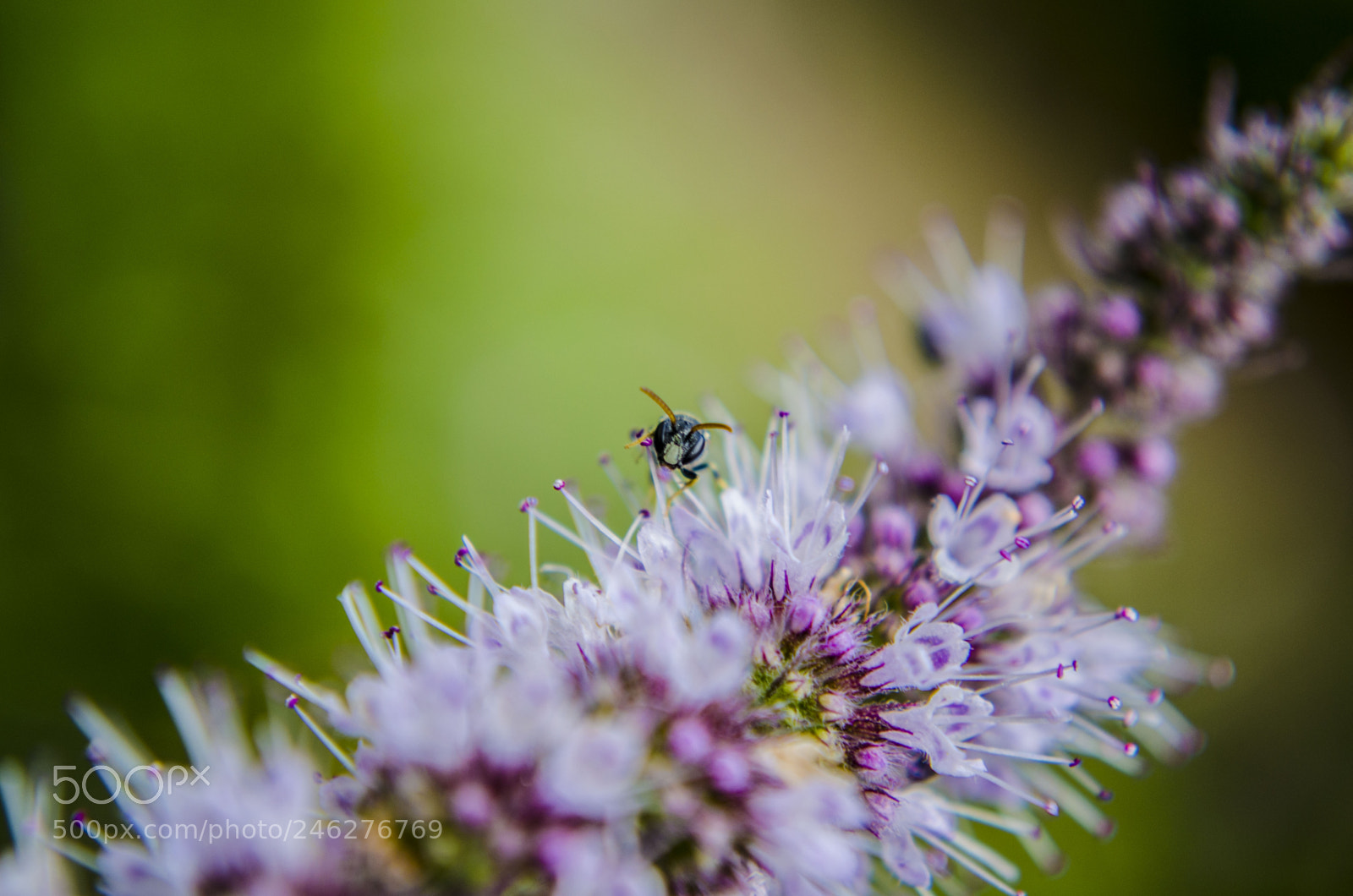 Nikon D5100 sample photo. Bee photography