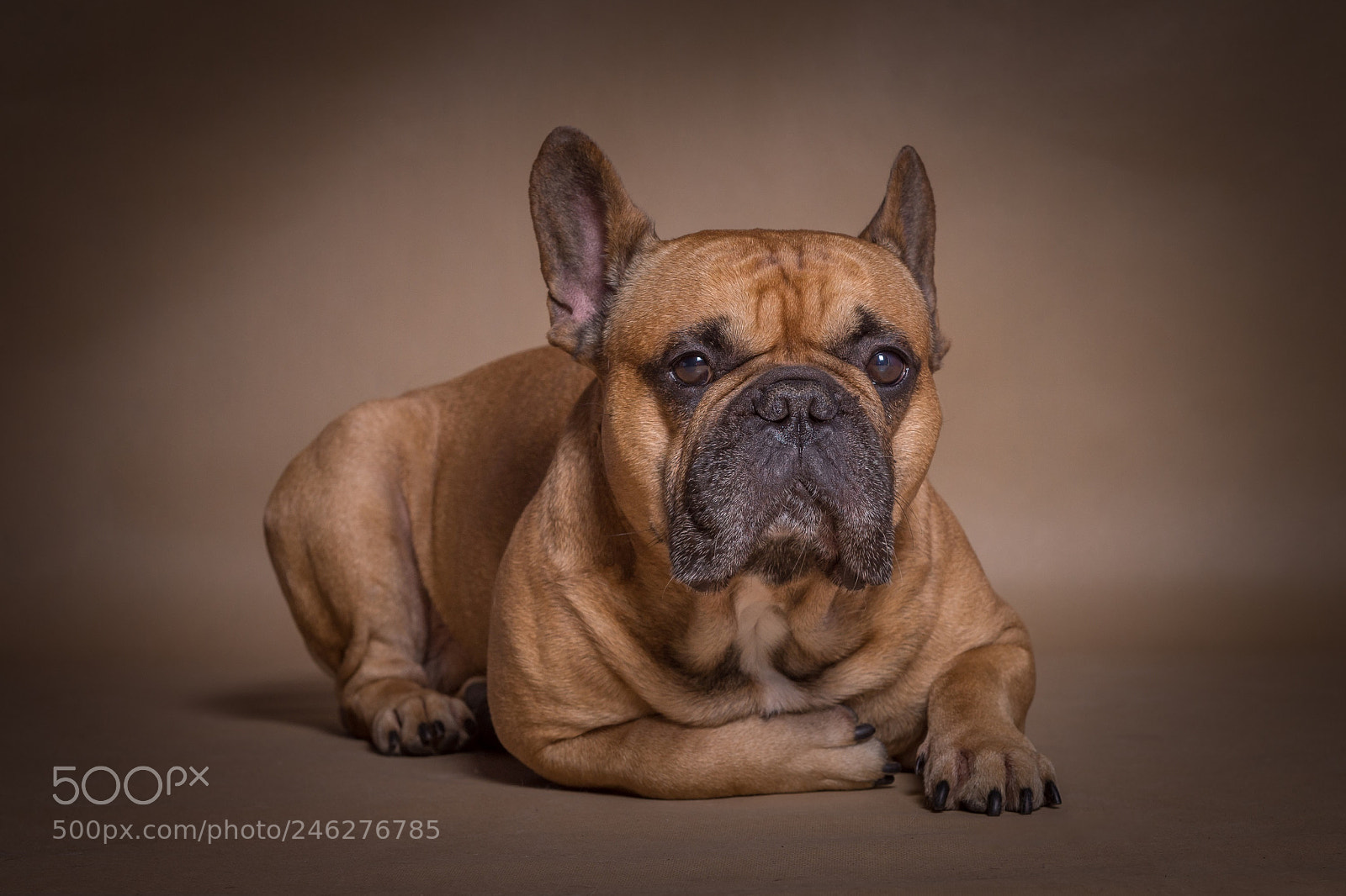 Nikon D7200 sample photo. French bulldog photography