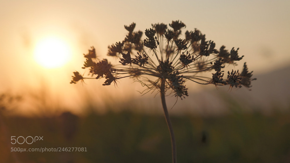 Samsung NX30 sample photo. ... photography