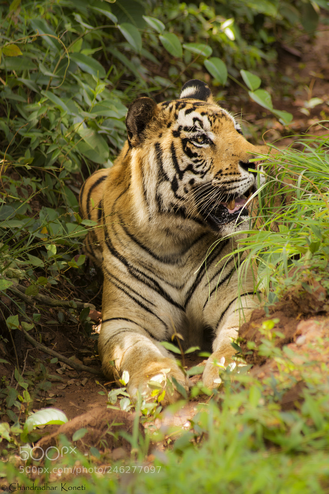 Nikon D7100 sample photo. Tiger stretching photography