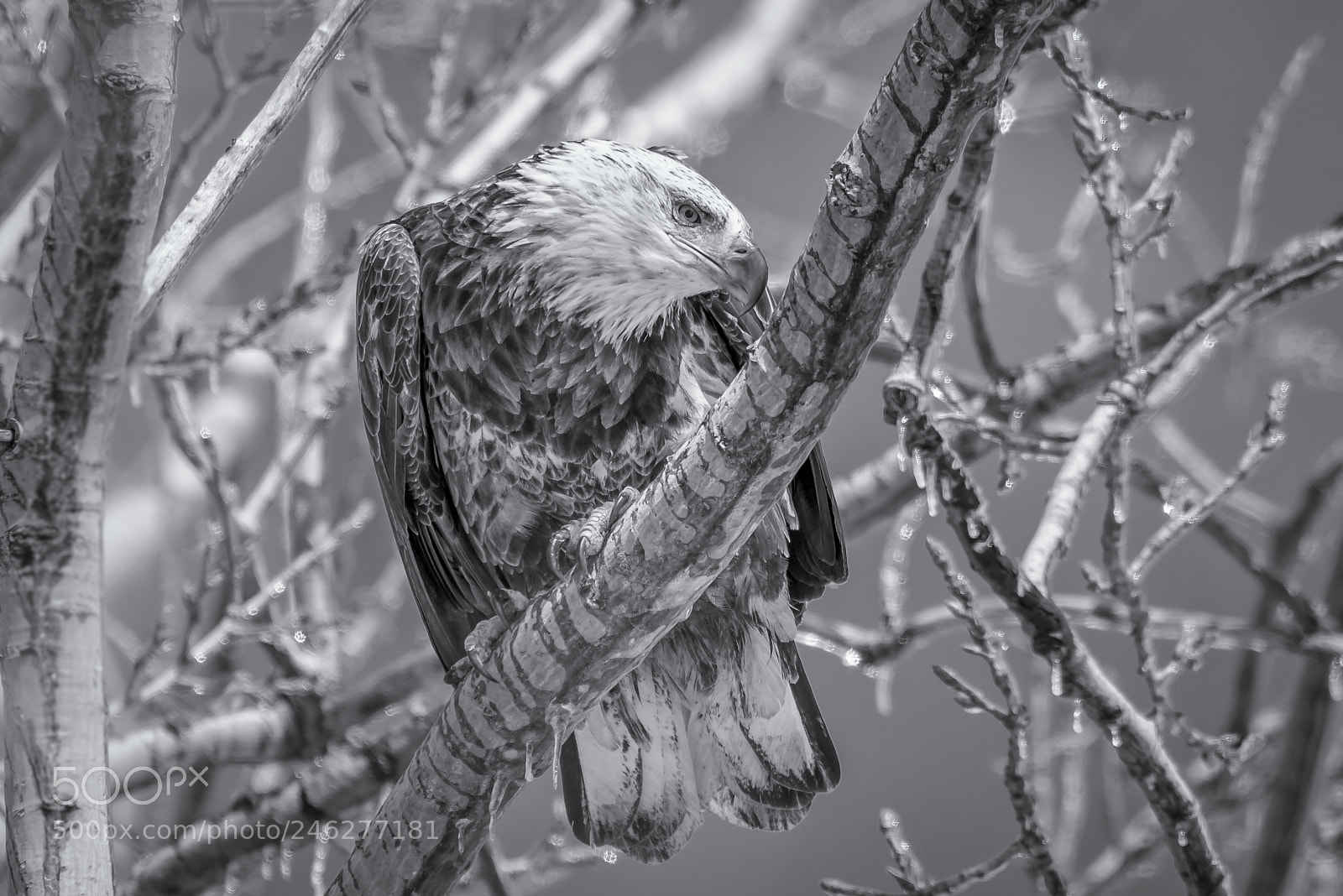 Nikon D810 sample photo. Bald eagle looking like photography