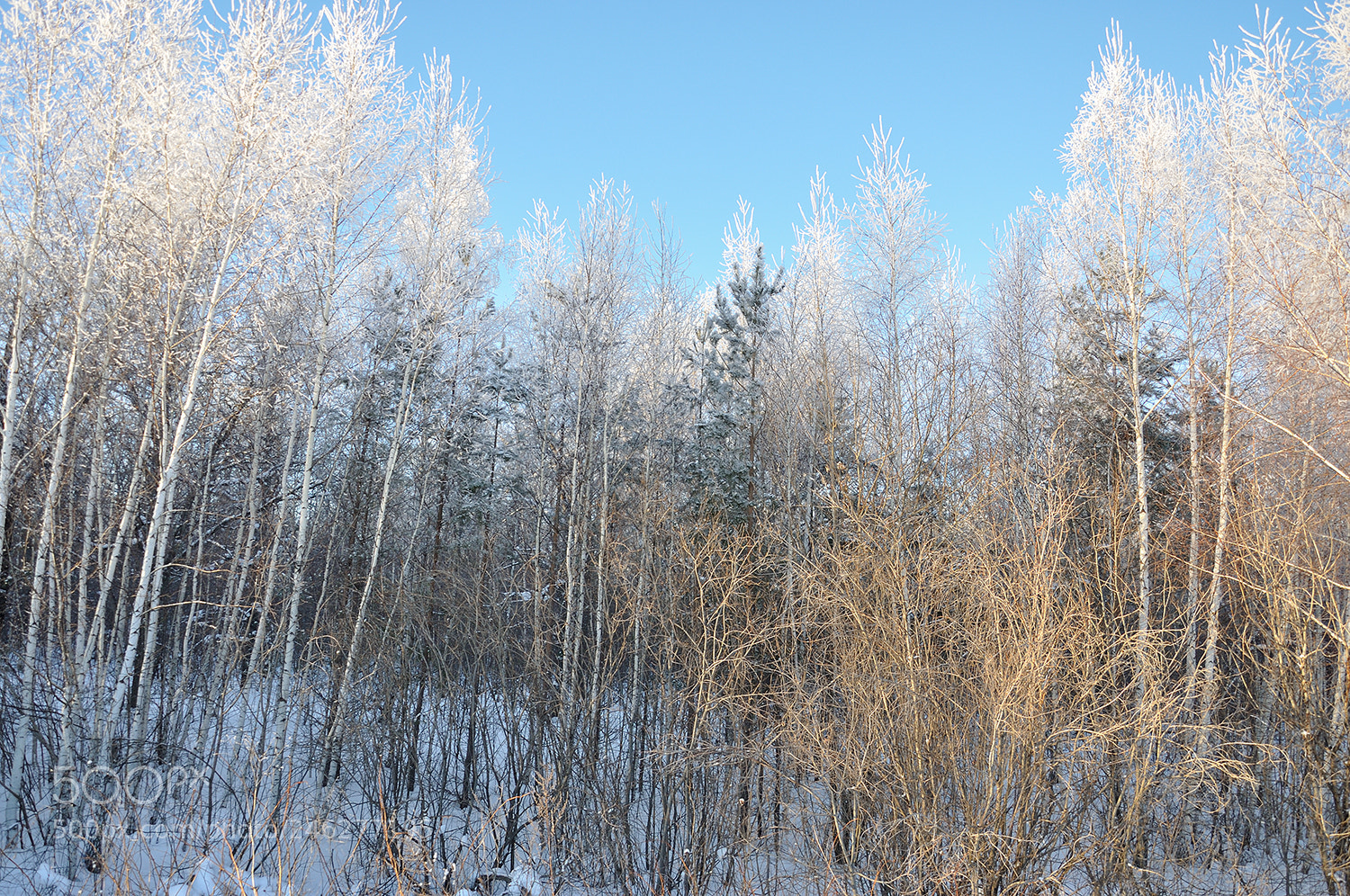 Nikon D90 sample photo. Чародейкою Зимою околдован, лес стоит... photography