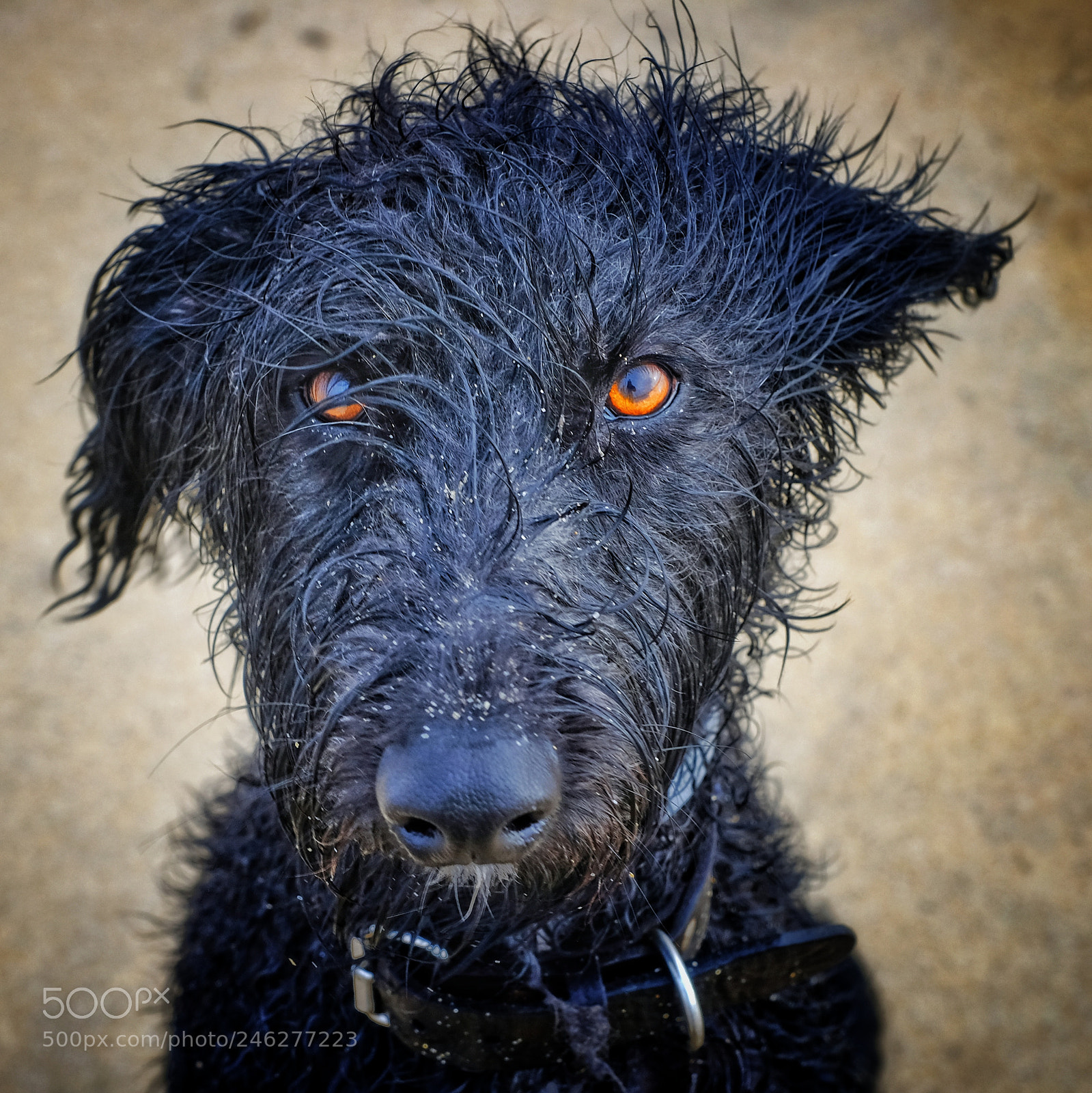 Fujifilm X-T2 sample photo. Lenny photography
