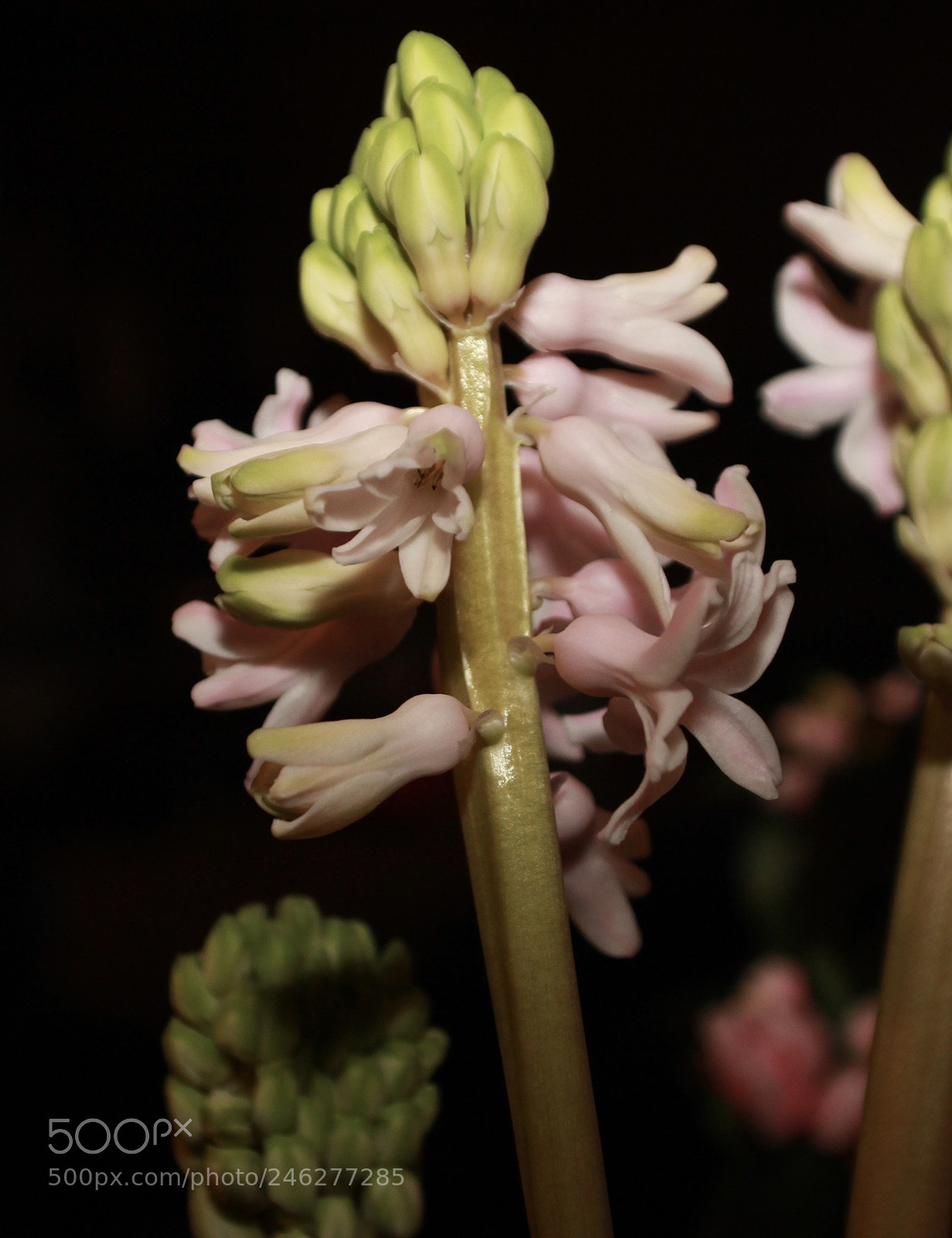 Canon EOS 60D sample photo. Untitled photography