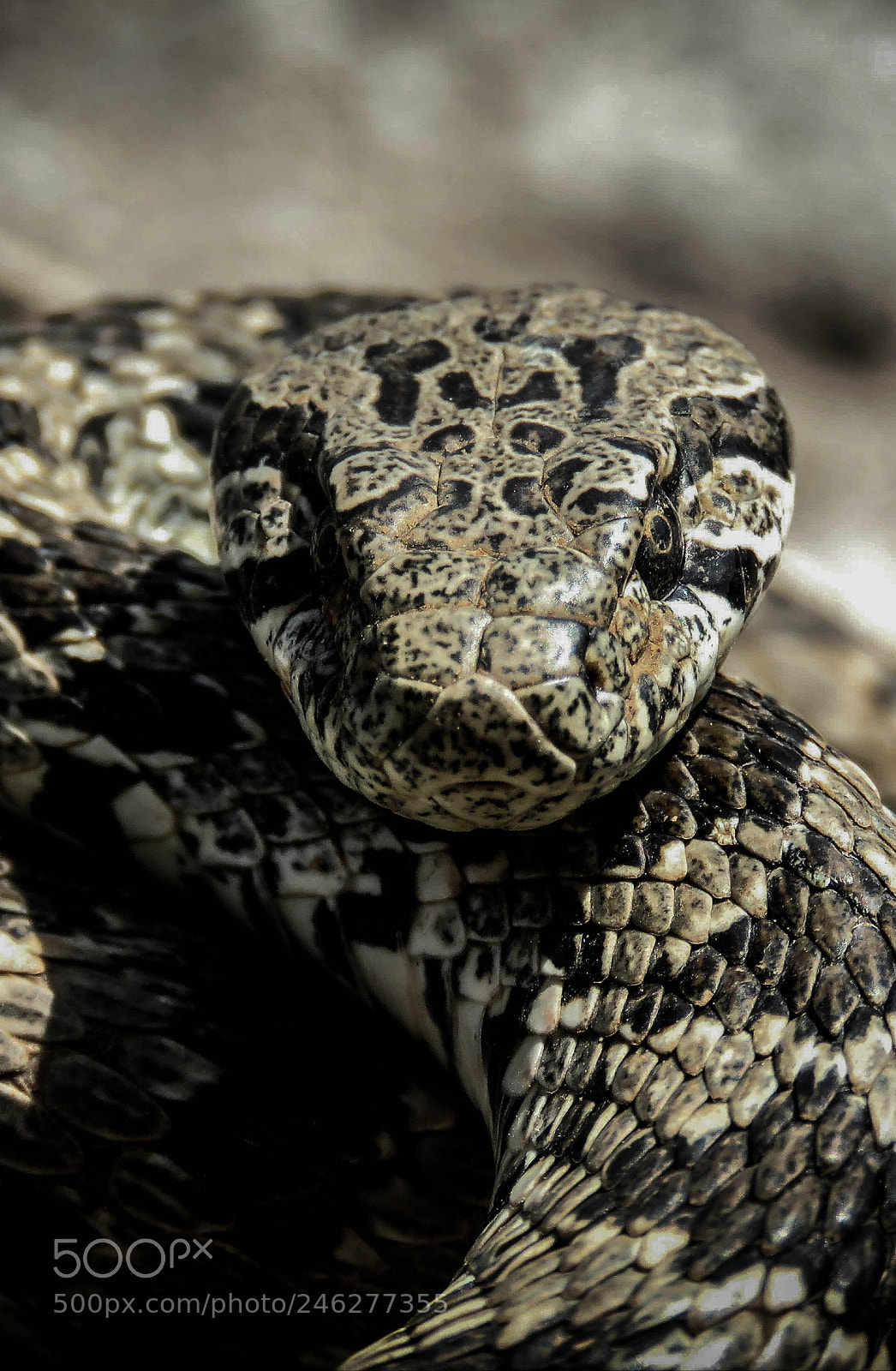 Canon PowerShot SX60 HS sample photo. Snake photography