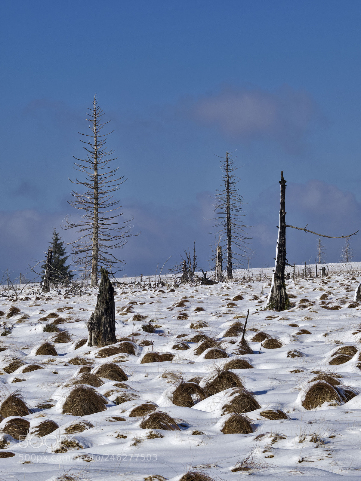 Olympus OM-D E-M1 sample photo. Winterscape north from signal photography