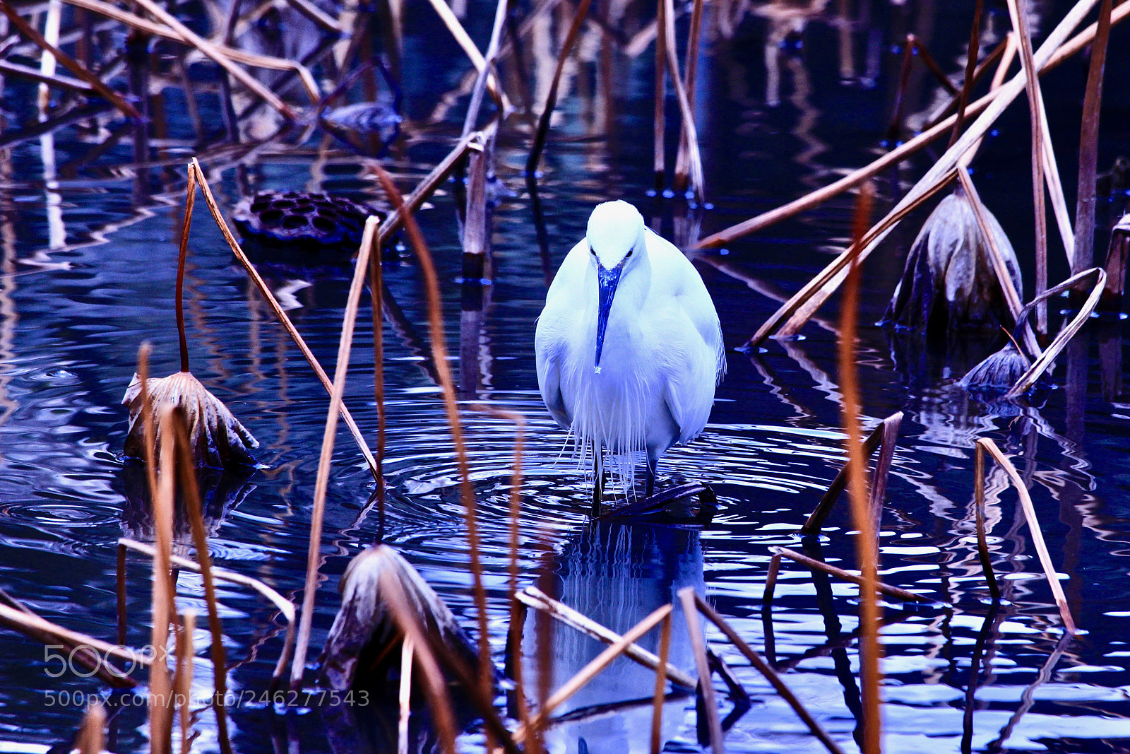Canon EOS 700D (EOS Rebel T5i / EOS Kiss X7i) sample photo. Ripples... photography