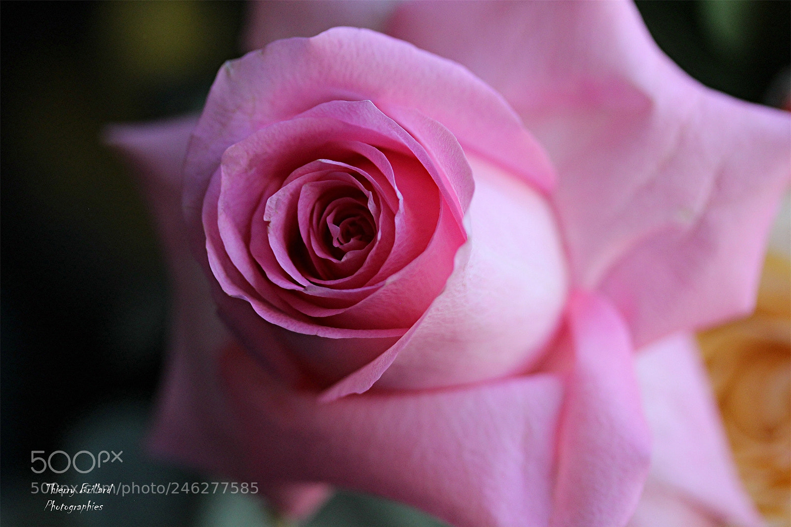 Canon EOS 600D (Rebel EOS T3i / EOS Kiss X5) sample photo. Pure photography