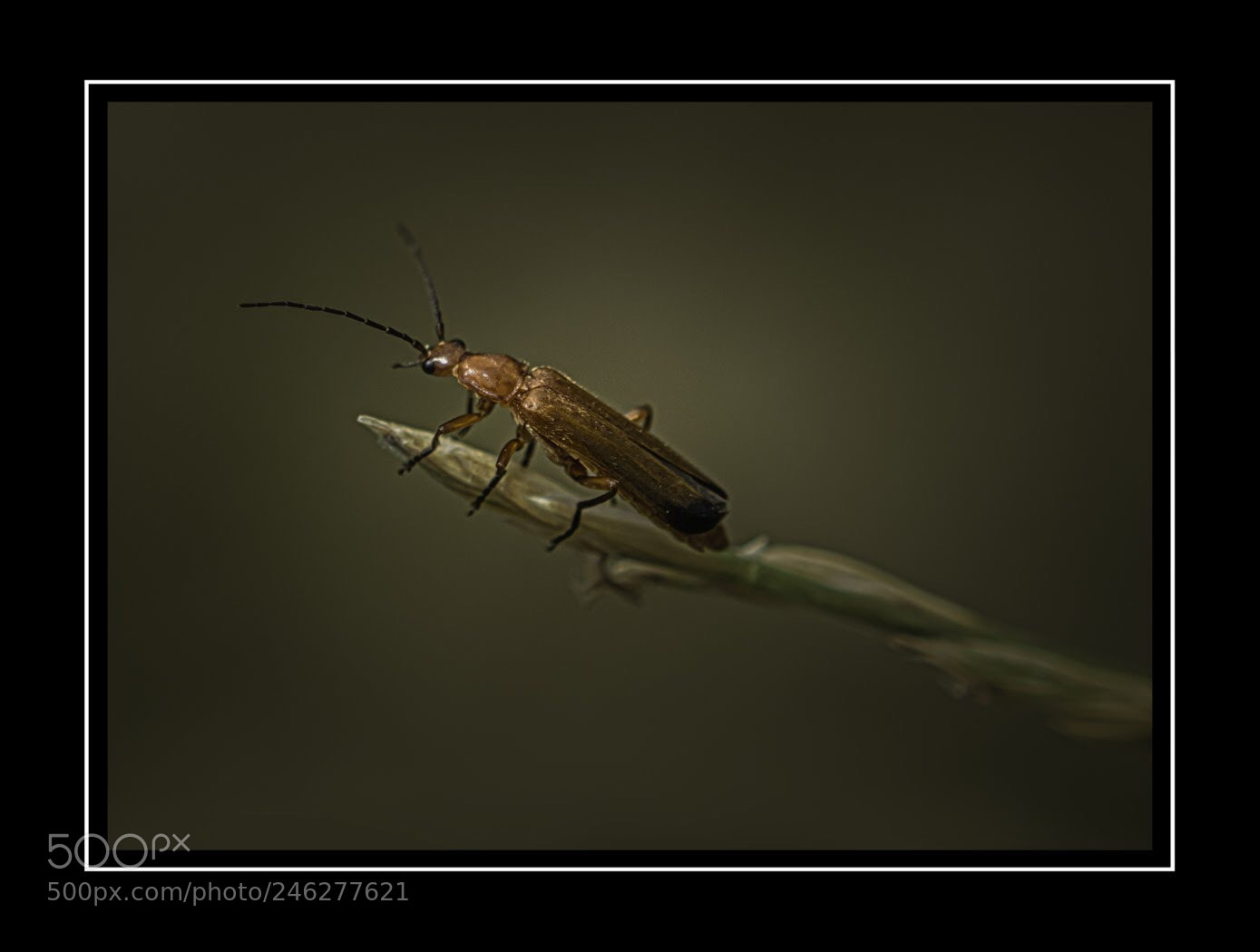 Nikon D7100 sample photo. Soldier beetle out on photography