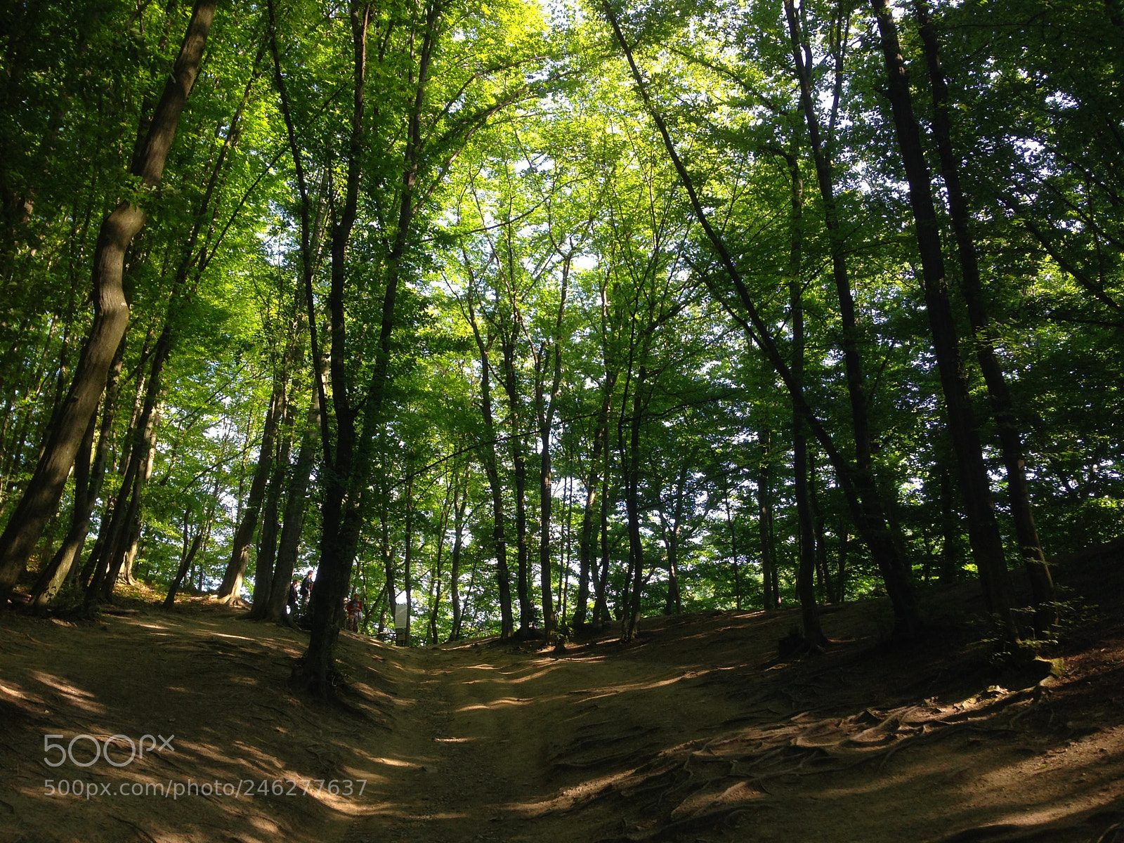 Apple iPhone 5 sample photo. In curte la prislop photography