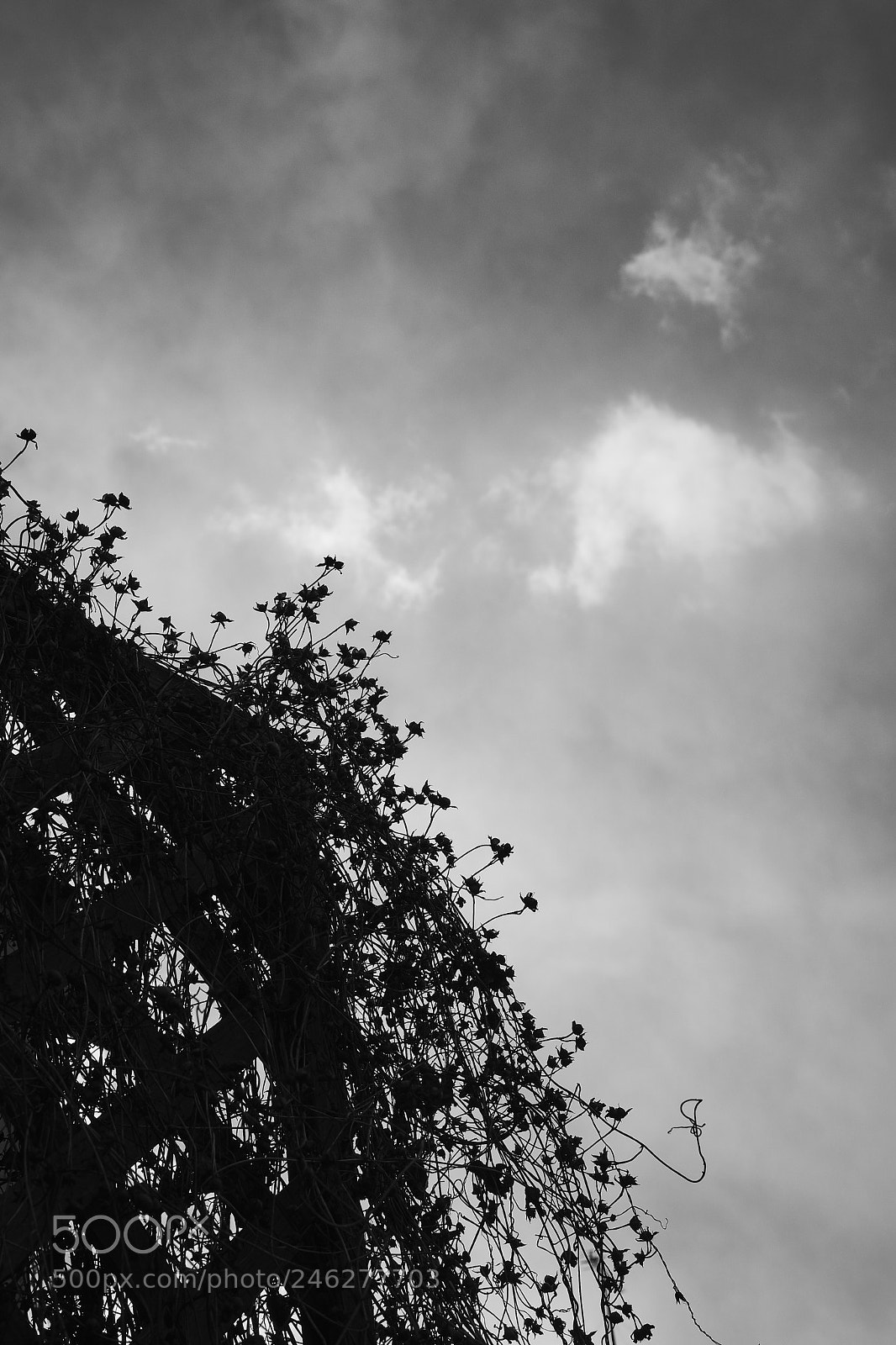 Sony a6500 sample photo. Growing thickly photography