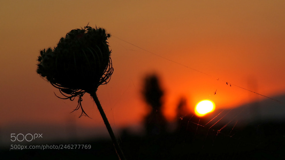 Samsung NX30 sample photo. ... photography