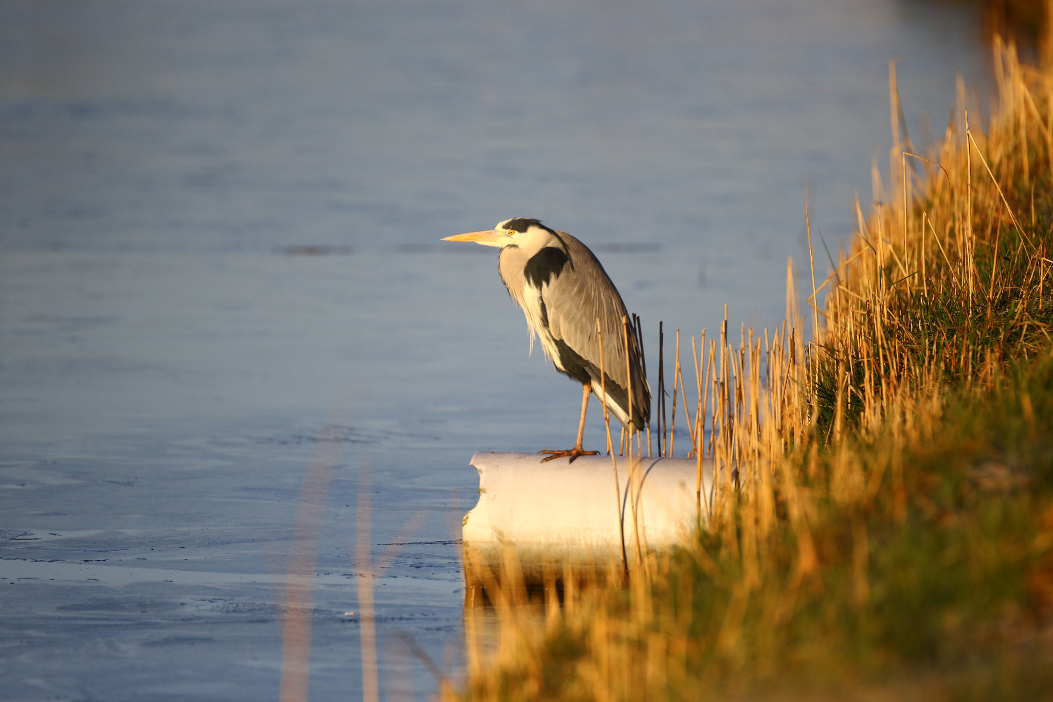 Canon EF 200mm F2.8L II USM sample photo. The waiting game photography