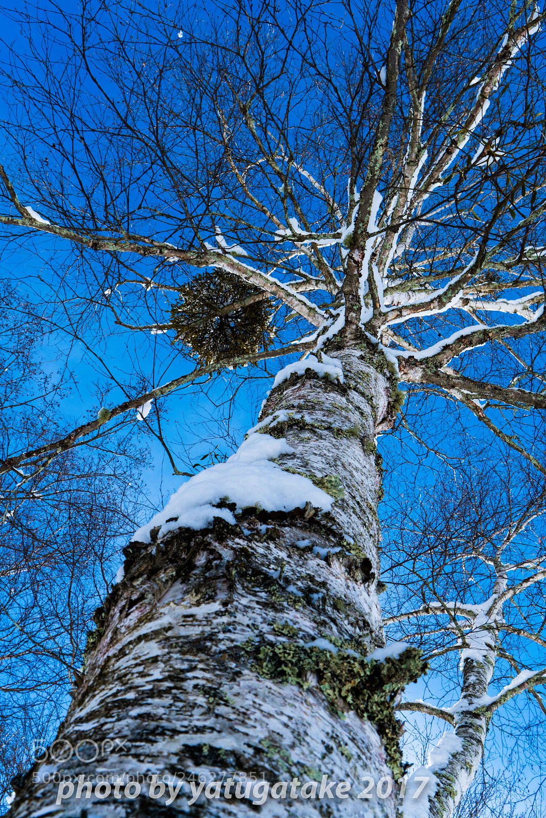 Sony a7R II sample photo. Tree photography