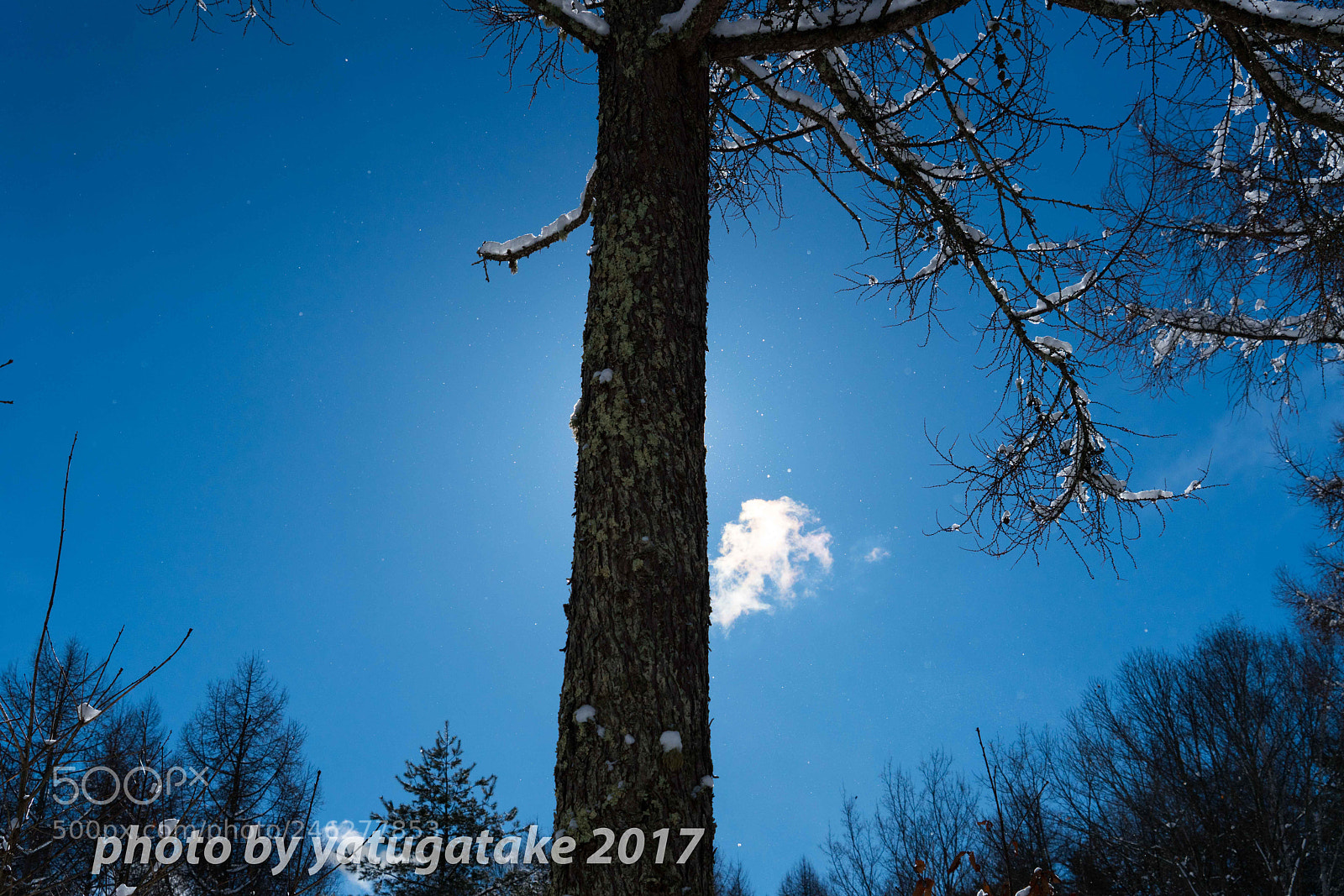 Sony a7R II sample photo. Tree photography