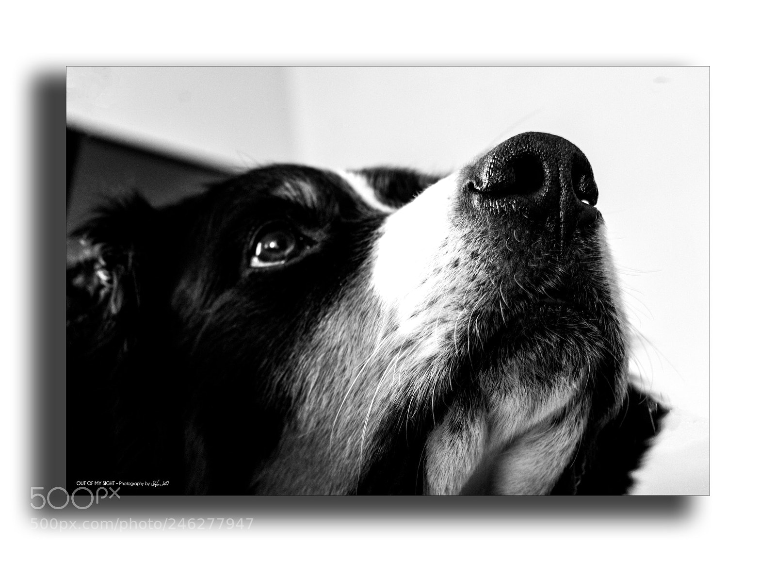 Canon EOS 600D (Rebel EOS T3i / EOS Kiss X5) sample photo. - anticipation - photography