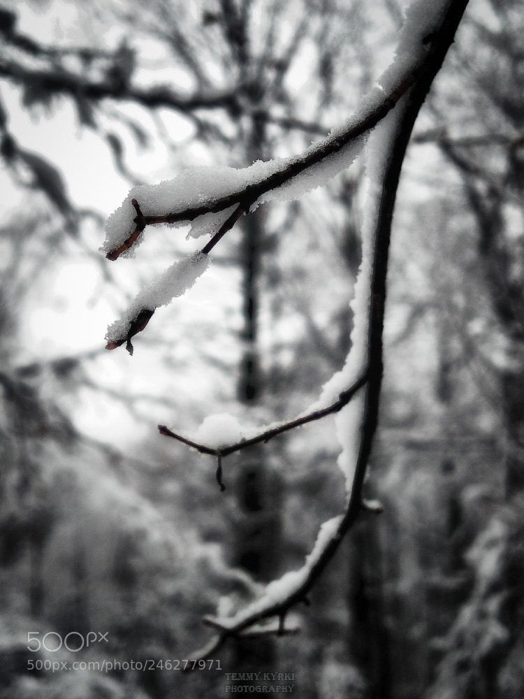 Olympus OM-D E-M1 sample photo. Winter photography