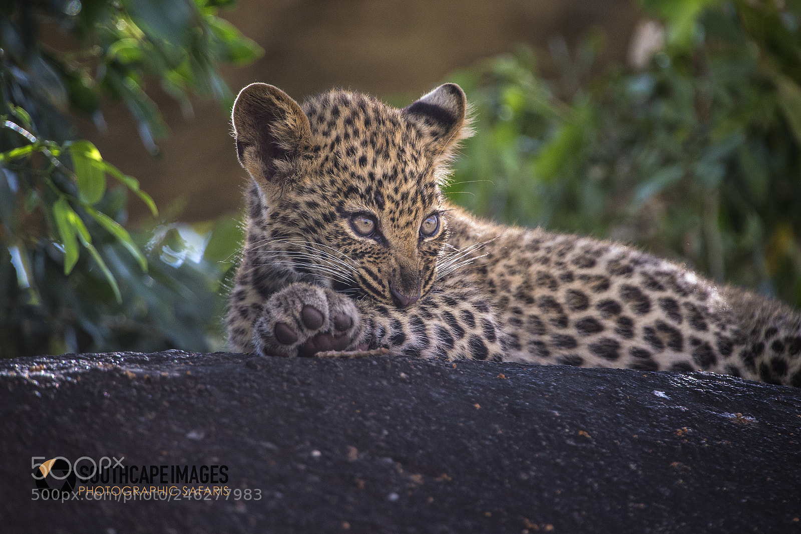 Canon EOS-1D X sample photo. Leopard cuteness photography