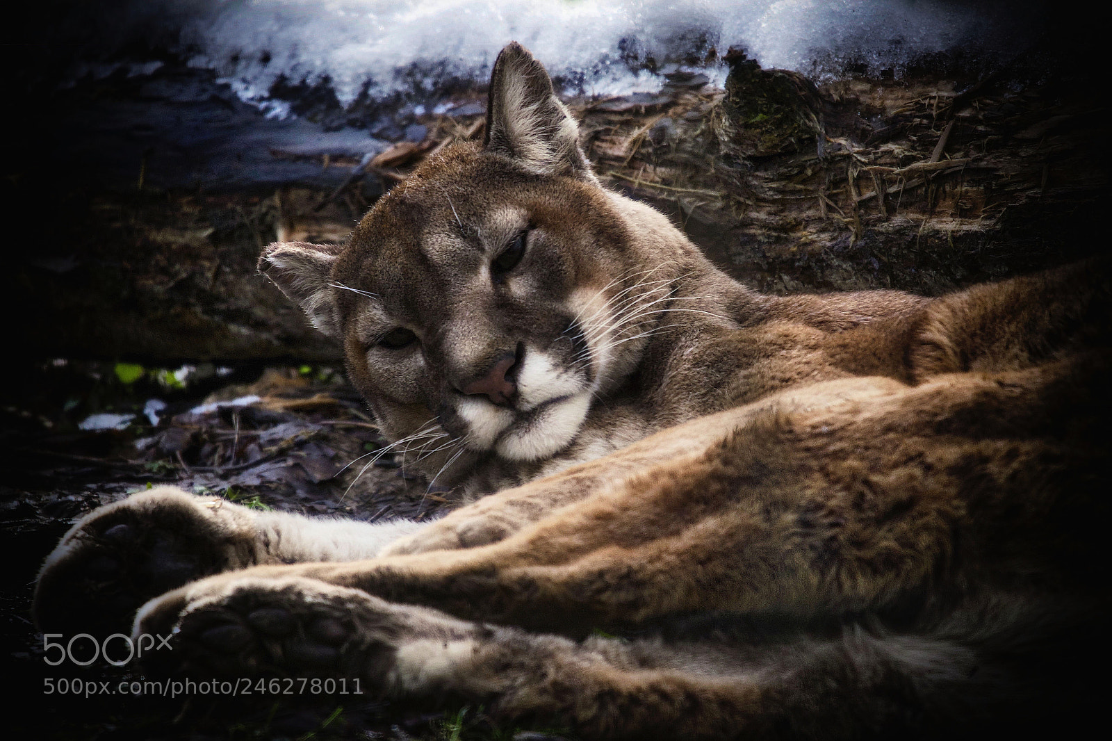 Canon EOS M5 sample photo. Puma photography