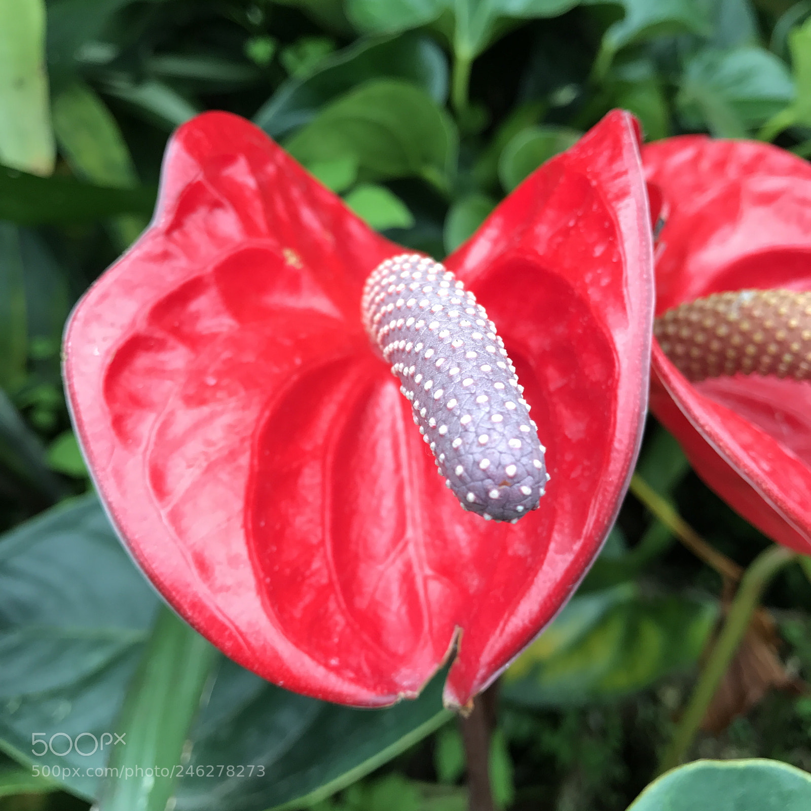 Apple iPhone 7 Plus sample photo. Gardens by the bay photography