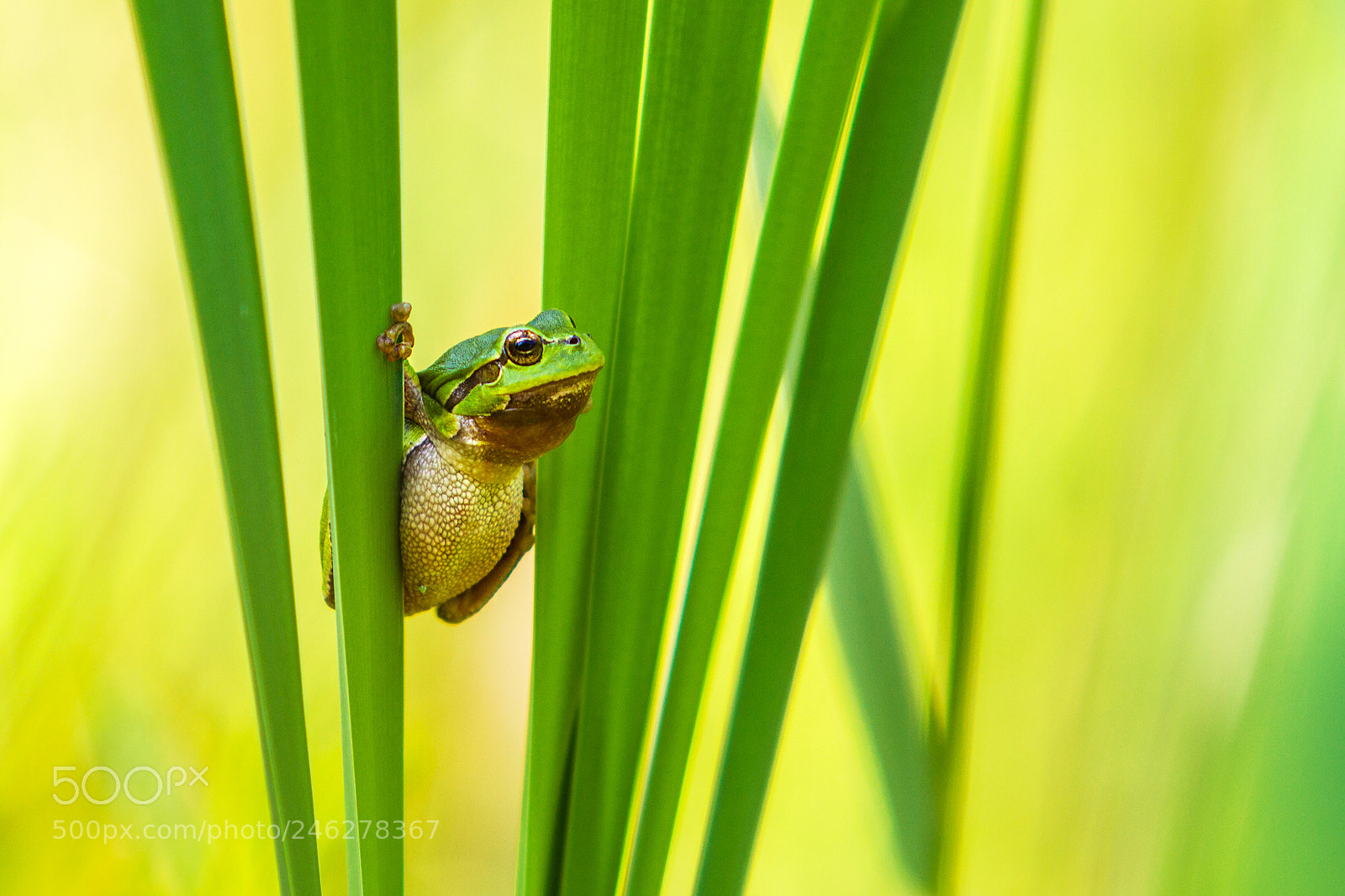 Canon EOS 7D sample photo. Hyla arborea rosni ka photography