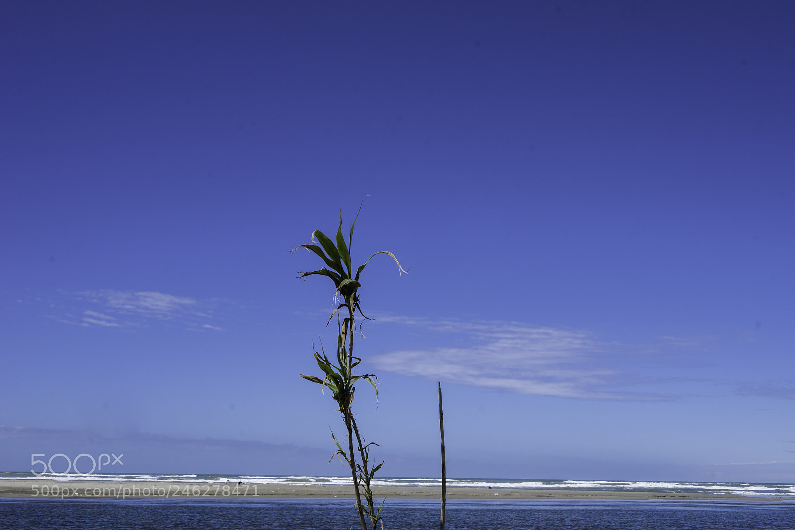 Sony a7 II sample photo. Vecchiano pianta photography