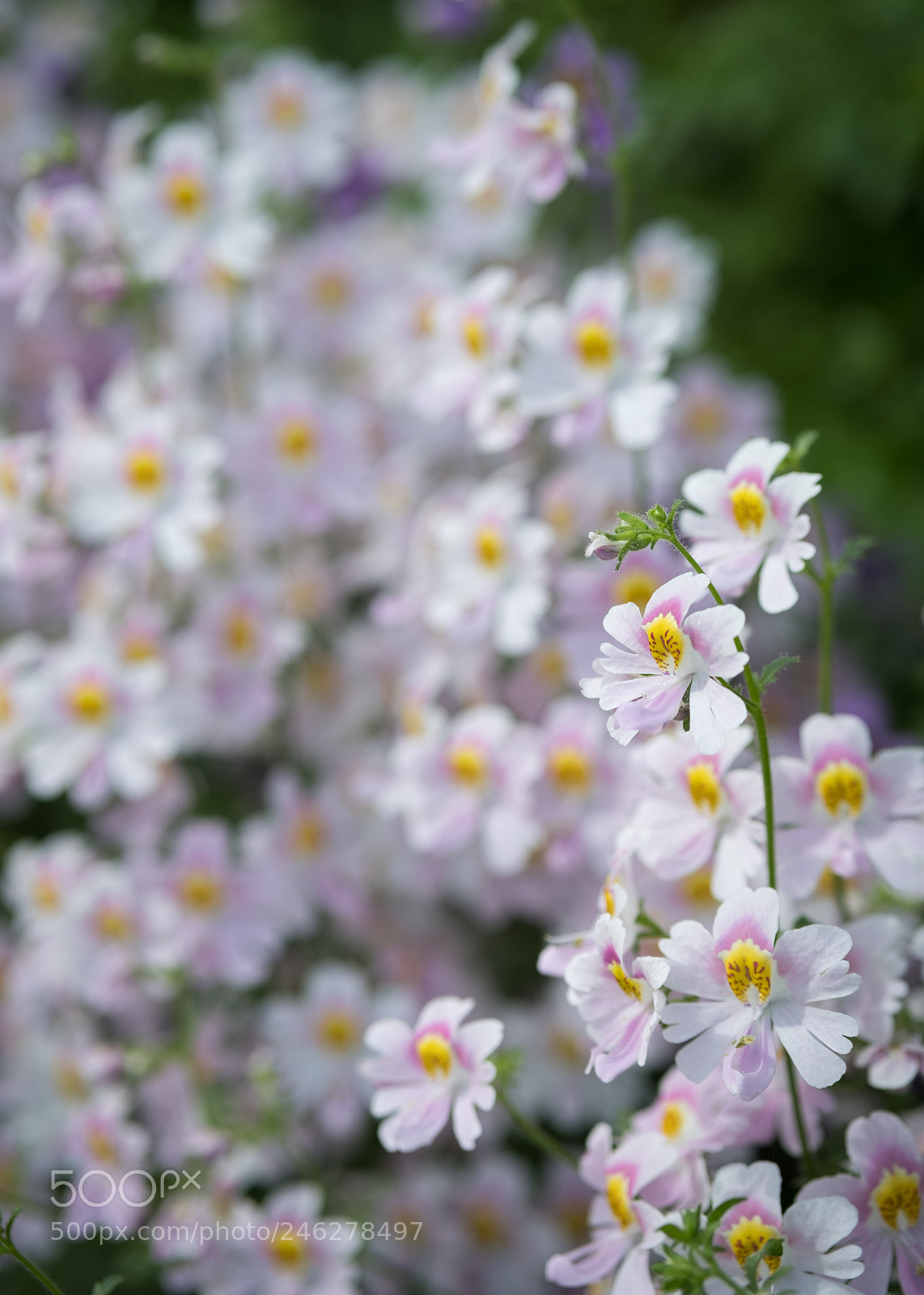 Fujifilm X-T2 sample photo. Flowers photography