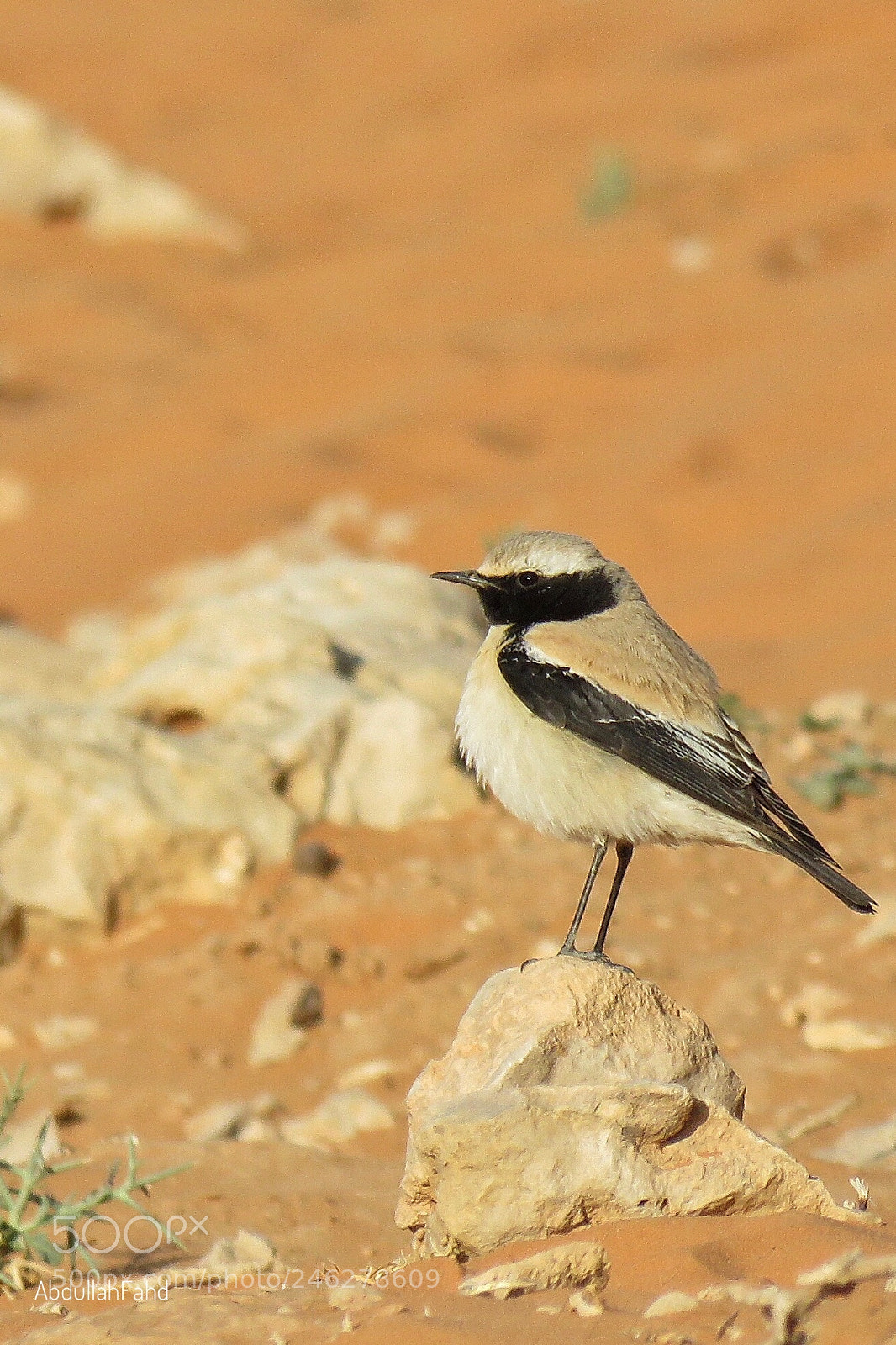 Canon PowerShot SX60 HS sample photo. Desert wheatear photography