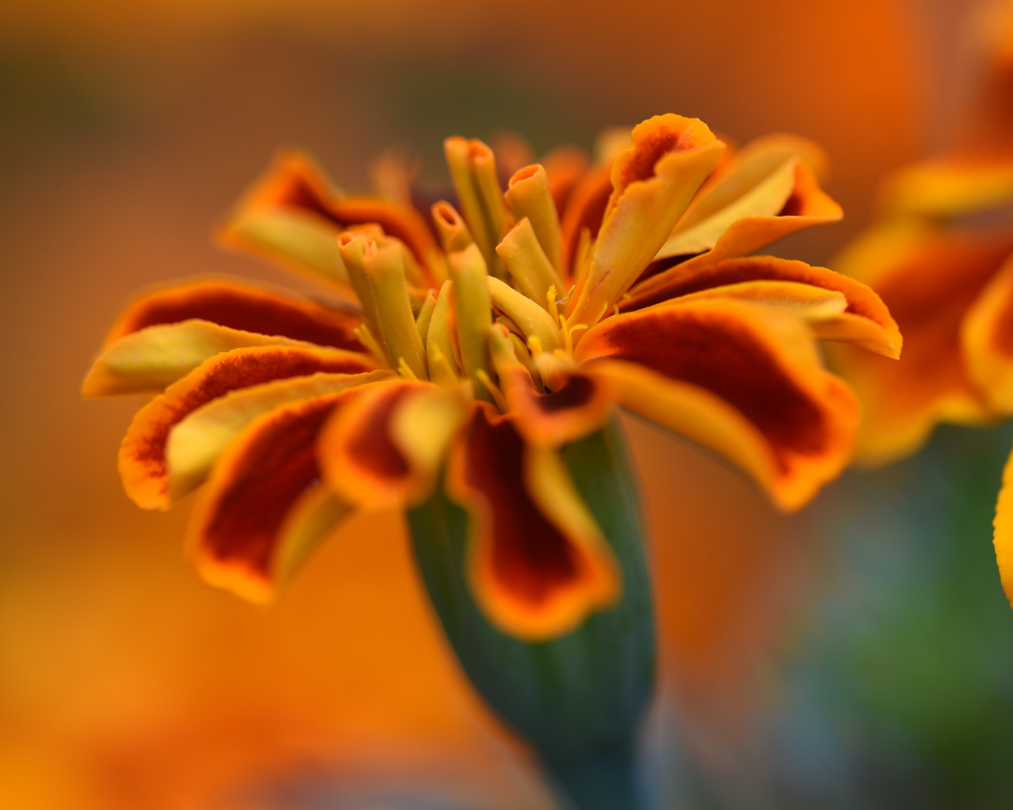 Nikon D750 + Nikon AF Micro-Nikkor 200mm F4D ED-IF sample photo. Orange colour flower photography