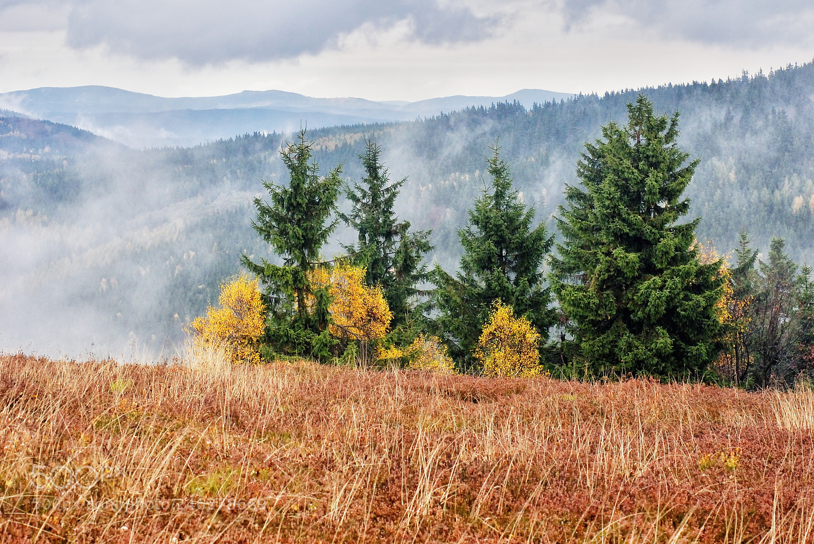 Nikon D80 sample photo. Alpine meadow with heath photography