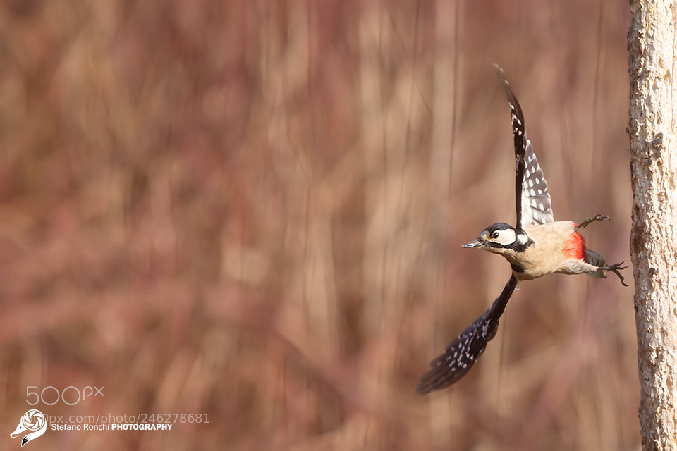 Canon EOS-1D X sample photo. Fly photography
