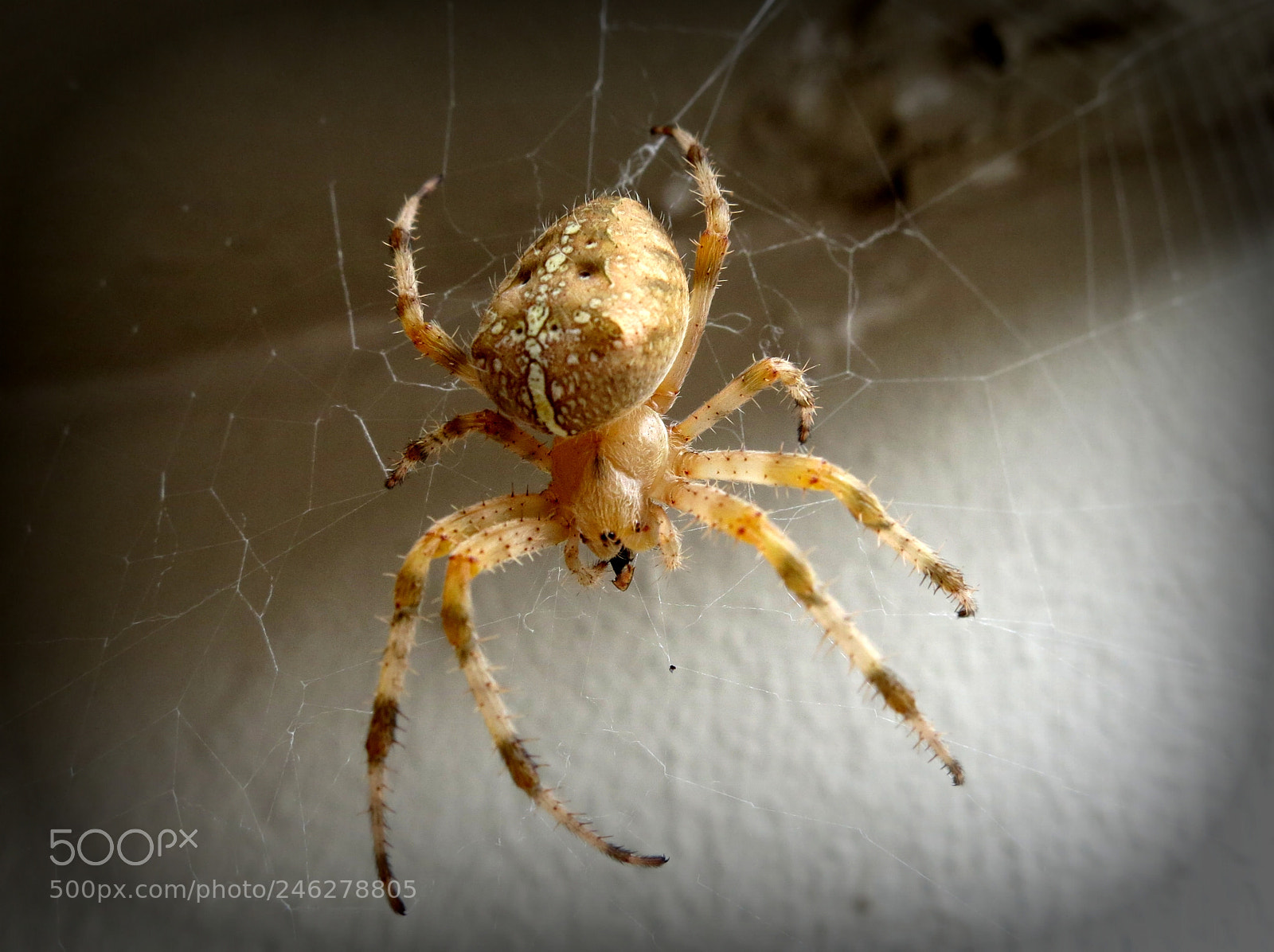 Canon PowerShot S100 sample photo. Spider photography
