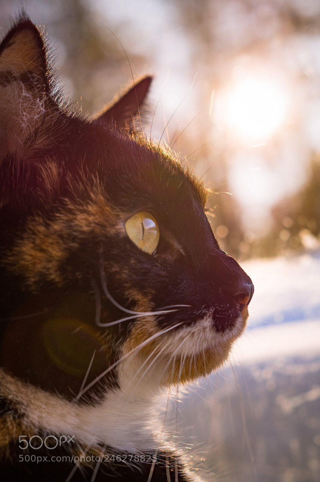 Sony SLT-A58 sample photo. Cat portrait photography