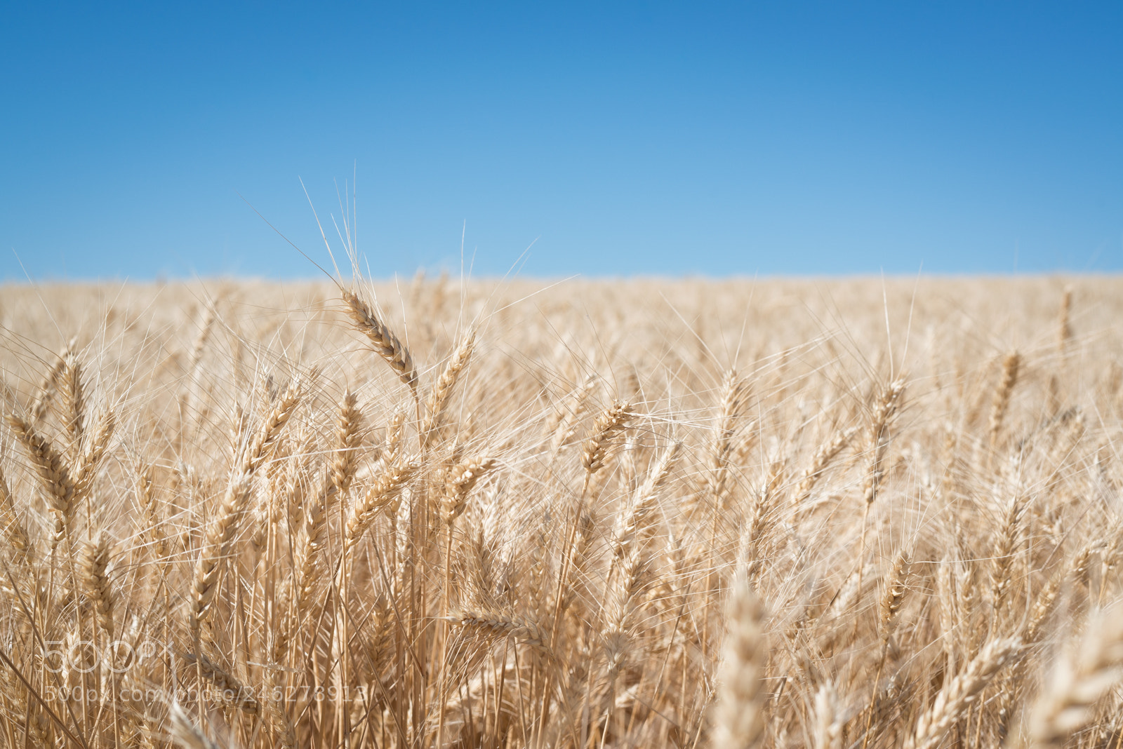 Nikon D800 sample photo. Wheat field in washington photography