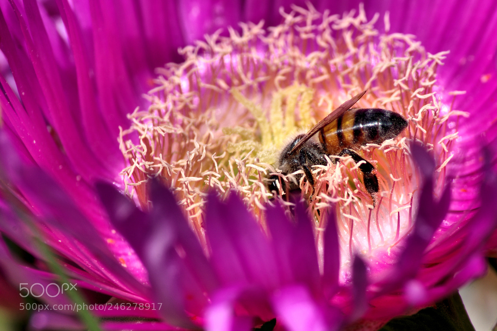 Pentax K-r sample photo. Ape su rosa degli photography