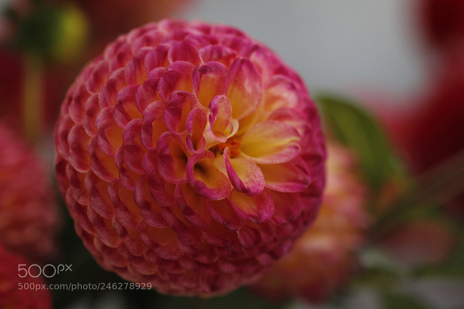 Canon EOS 60D sample photo. Beautiful flower photography