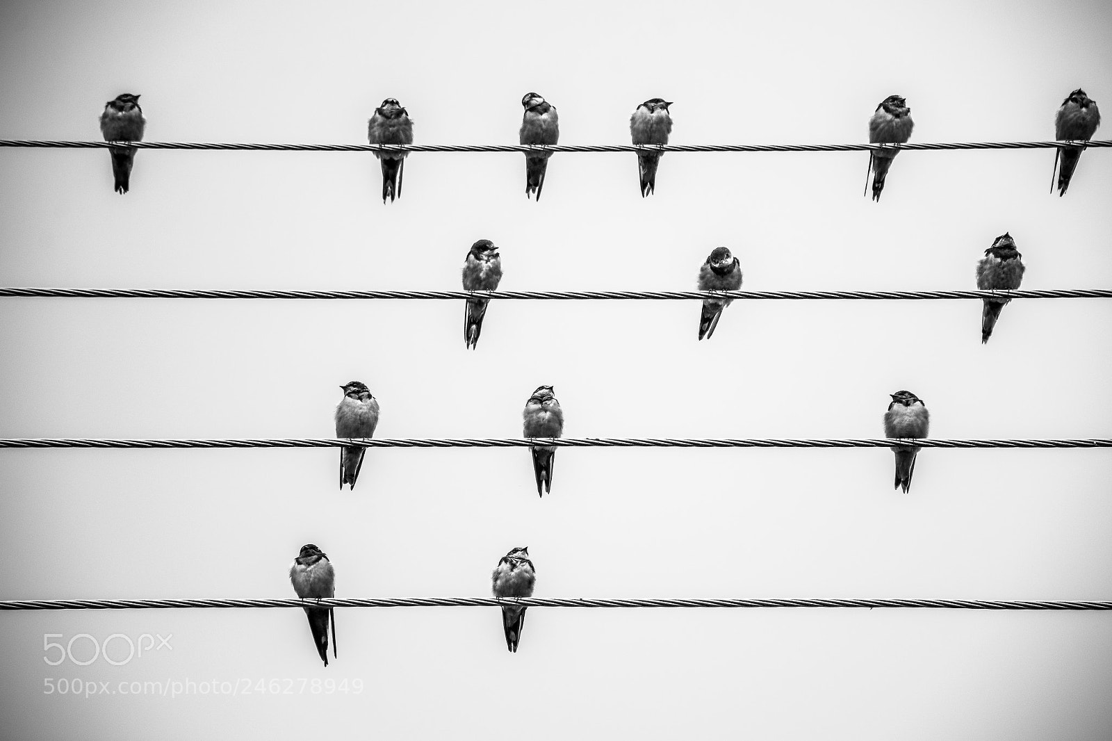 Nikon D7200 sample photo. Birds on thread photography