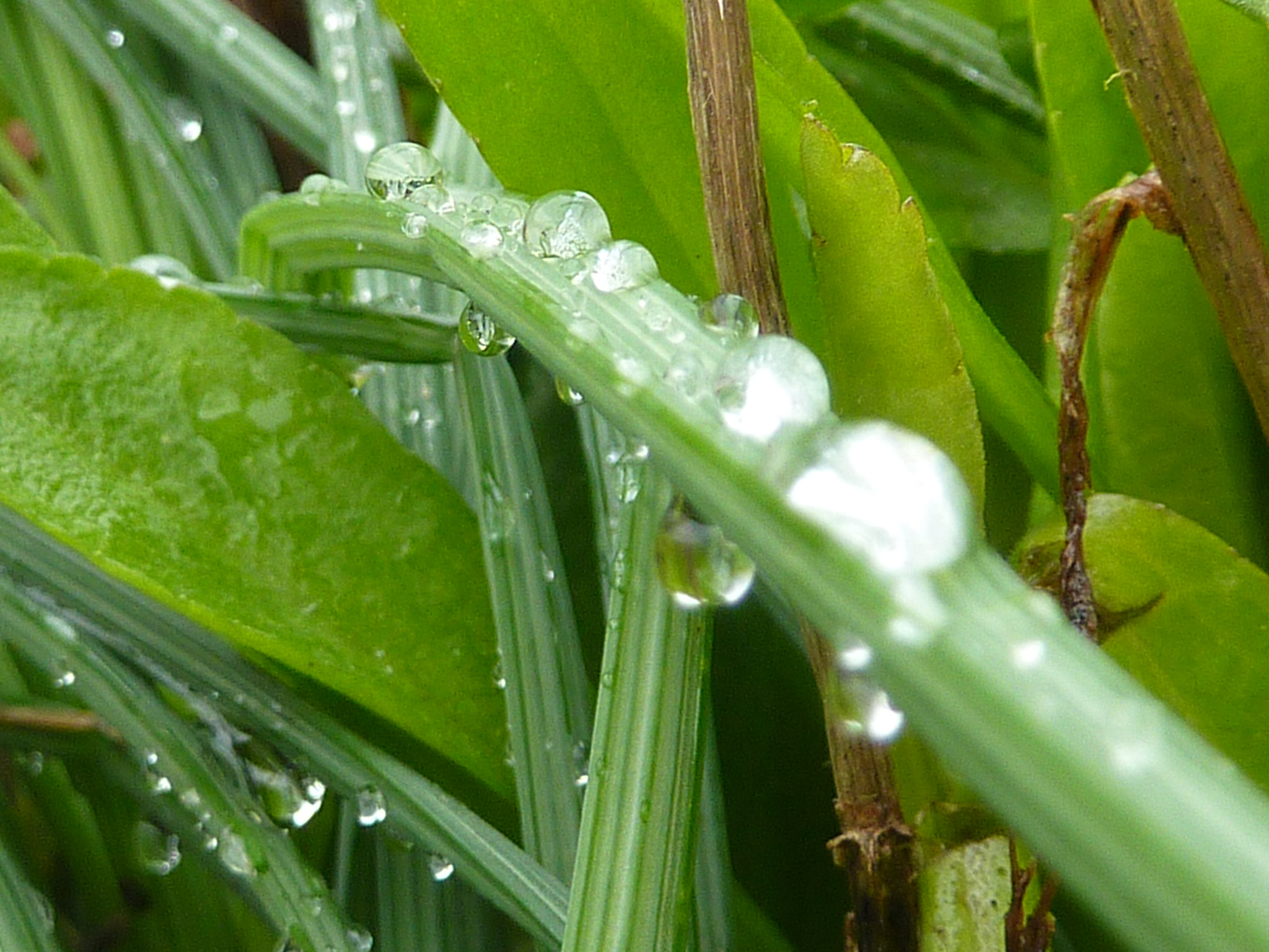 Panasonic Lumix DMC-ZS1 (Lumix DMC-TZ6) sample photo. Water drops photography