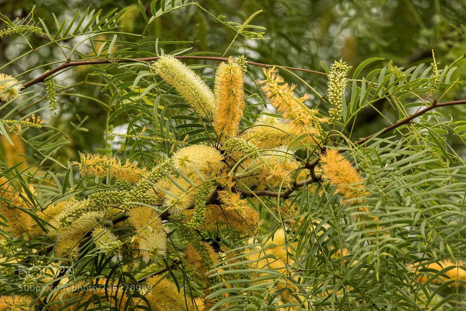 Canon EOS 7D Mark II sample photo. Honey mesquite (prosopis glandulosa) photography